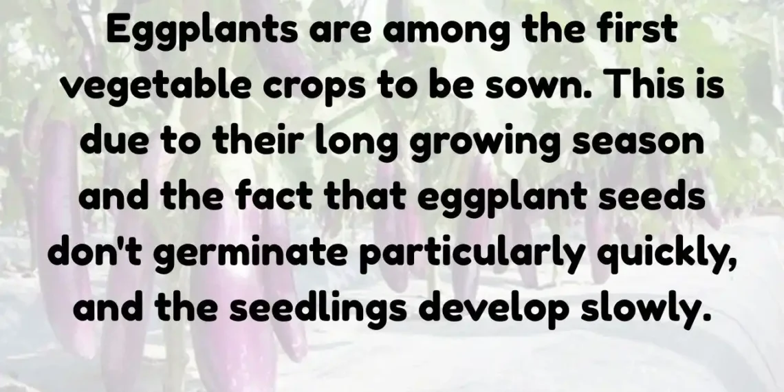 Complete Guide to Growing Healthy Eggplant Seedlings