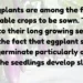 Complete Guide to Growing Healthy Eggplant Seedlings