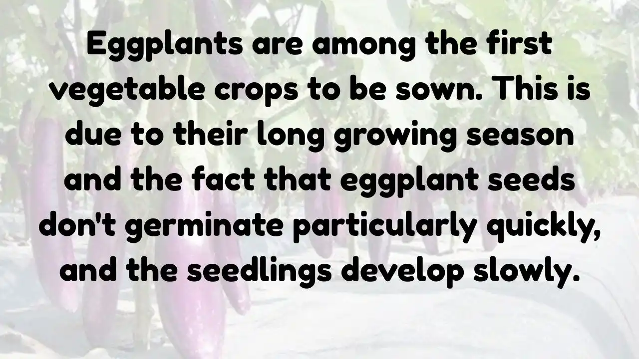 Complete Guide to Growing Healthy Eggplant Seedlings