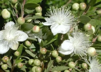 9 Plants That Will Bring Happiness to Your Home